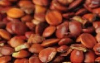 酸枣仁的功效与作用全析（酸枣仁的功效与作用酸枣仁）