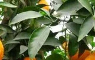 丑柑的功效与作用 丑柑的功效与作用禁忌