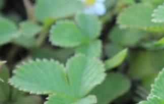 菠萝草莓怎么种(菠萝草莓种子)