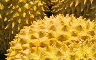 如何挑选肉多的榴莲（如何挑选肉多的榴莲品种）