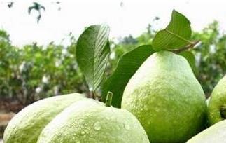 番石榴的营养价值及功效（番石榴的营养与功效）