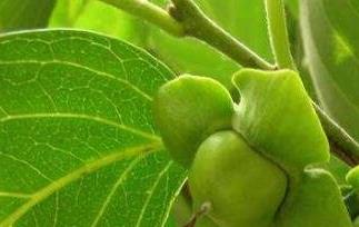 柿子叶的功效与作用及副作用(柿子叶的副作用有哪些)