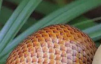 蛇皮果怎么吃(蛇皮果怎么吃最有营养)