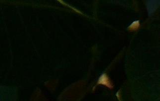 腰果功效与作用、营养价值 腰果的营养价值和功效