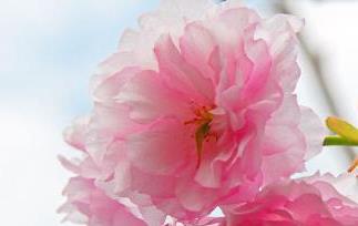 樱花和樱桃花的区别 樱桃花樱花和樱桃花的区别