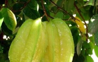 杨桃的功效与作用以及食用方法（杨桃的功效与作用以及食用方法图片）