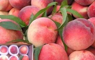 光核桃 光核桃能打豆浆吗