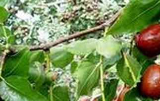 痛经吃什么水果好 来大姨妈痛经吃什么水果好