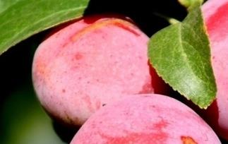 梅子仁的功效有哪些 梅子仁的功效有哪些图片