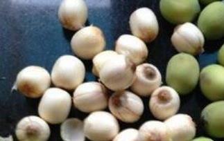 新鲜莲子的功效与作用 新鲜莲子的功效与作用及食用方法