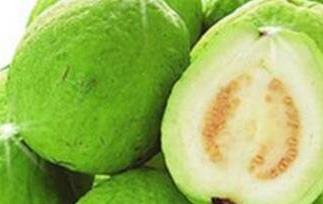 番石榴籽的的功效与作用