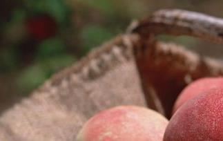 桃子的营养价值有哪些（桃子的营养价值?）