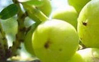 余甘果的功效与作用(余甘果的功效与作用孕妇能吃吗)