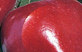 五爪苹果的功效与作用 五爪有什么功效