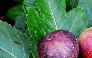 无花果的食用功效与禁忌（无花果的食用功效与禁忌）