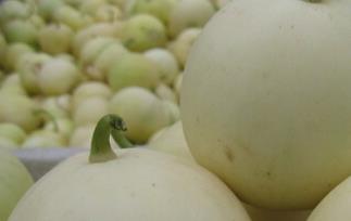 怀孕可以吃白香瓜吗（怀孕能吃白香瓜吗）