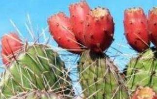 仙人掌果的药用价值及食用功效 仙人掌果的药用价值及食用功效与作用