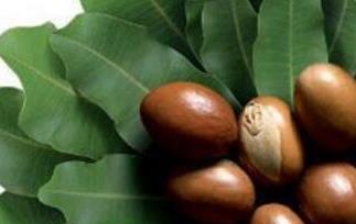 乳木果的功效与作用 乳木果的功效及作用