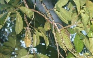 番石榴叶子煮水的功效与作用 番石榴叶子煮水的功效与作用及禁忌