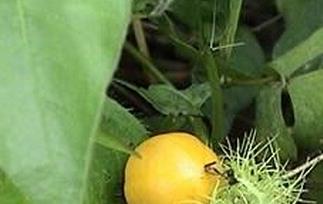 龙珠果的功效与作用 龙珠果的功效与作用,龙珠果的副作用