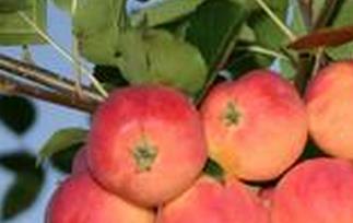 柰子的功效与作用（柰子的功效与作用图片）