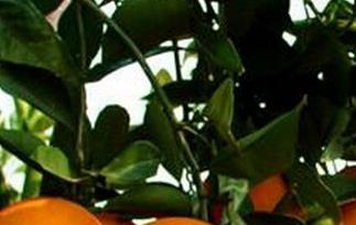 廉江红橙的功效与作用 红江橙的药用价值