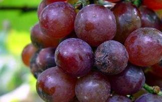 葡萄炭疽病的症状及防治方法 葡萄炭疽病的症状及防治方法图解