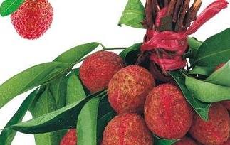 为什么吃荔枝会上火