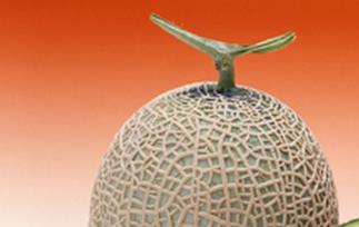 哈蜜瓜的功效与作用 西瓜的功效与作用