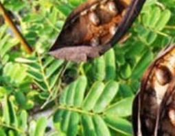 大皂角和小皂角的区别 皂角和肥皂的区别