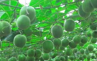 罗汉果的做法大全（罗汉果食谱）