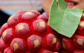 布福娜种植技巧（布福娜果怎么种植）