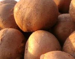 罗汉参的功效与作用及禁忌(罗汉参的功效与作用及禁忌)