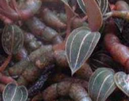 石蚕的功效与作用及药用价值 石蚕有什么功效