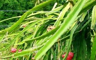 火龙果的吃法（火龙果的吃法和做法）