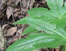 雪灵芝的功效与作用（雪灵芝的功效与作用及禁忌）