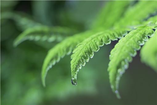 圆叶茅膏菜好养吗（圆叶茅膏菜如何在家种植）