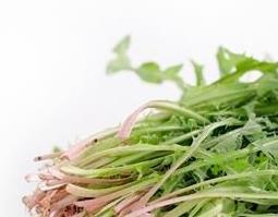 婆婆丁根打成粉怎么吃（婆婆丁粉怎么喝）