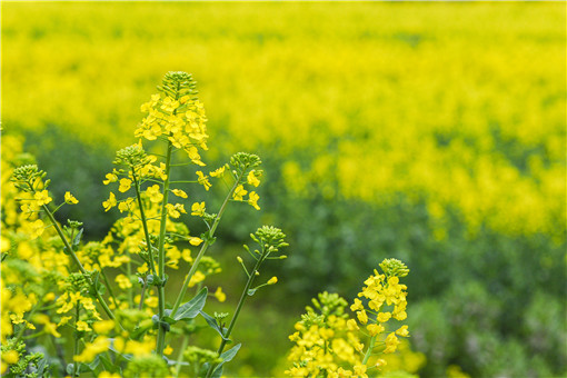 2021种油菜花有补贴吗（2021年油菜补贴）