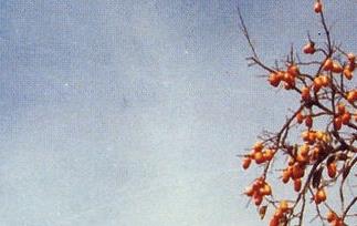 柿子的新鲜洋吃法（洋柿子怎么做好吃）