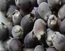 乌饭子泡酒有什么功效 乌饭子泡酒的功效作用