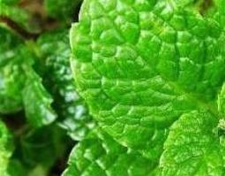 山薄荷和薄荷的区别（各种薄荷的区别）