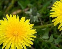 蒲公英浆怎么熬制 蒲公英浆怎么熬制才好喝