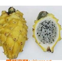 火龙果粽子功效和食用步骤 火龙果粽子的做法大全