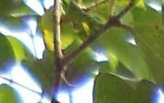 山竹简介 阿恰恰黄金山竹简介