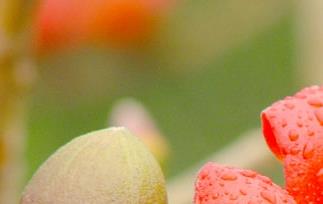 无花果的营养价值有哪些 无花果的营养价值有哪些品种