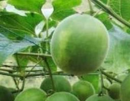 瓜蒌的功效与作用及药用价值 瓜蒌的功效与作用及药用价值是什么