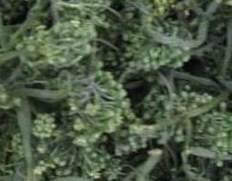 人参花什么人不能喝(人参花什么人不能喝)