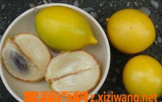 什么是黄晶果 黄晶果种类