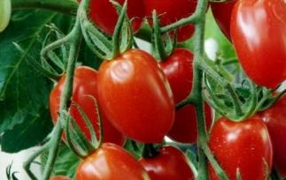 圣女果营养价值 千禧圣女果营养价值